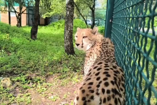 В Центр воспроизводства редких животных Московского зоопарка привезли 2 гепардов