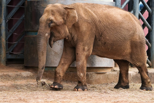 В Московском зоопарке рассказали, что песок помогает защитить кожу слонов
