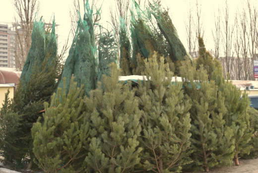 Воронежцы стали чаще покупать ели в горшках и даже арендовать новогодние деревья