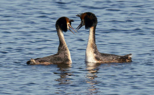 В Московской области начались брачные игры вернувшейся с зимовки птицы чомги