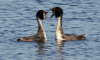 В Московской области начались брачные игры вернувшейся с зимовки птицы чомги