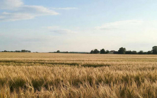 К воронежской зерновой компании Мамедова добавили требования еще на 600 млн рублей