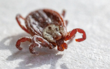Пик активности клещей в Москве и области придется на вторую половину весны