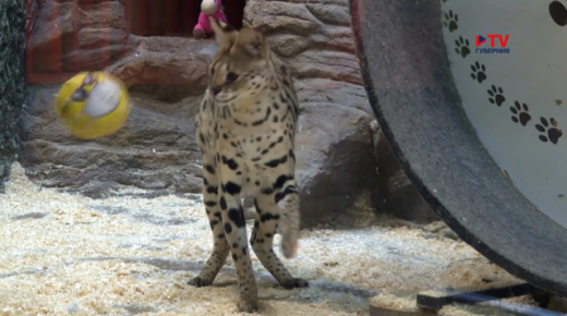 Сервал, тигры и лев: как отметили День кошек в Воронежском зоопарке