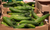 Эксперты рассказали, когда подешевеют огурцы в Воронеже