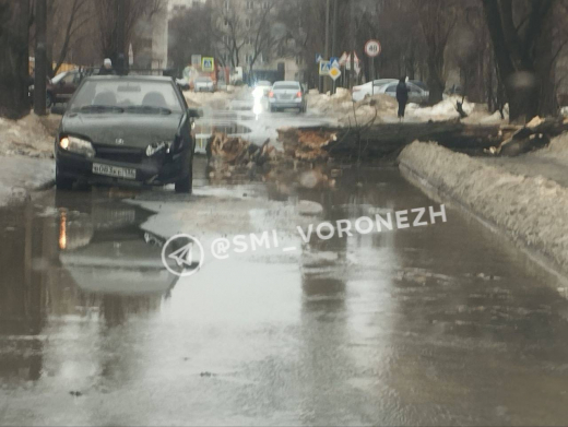 В Воронеже из-за непогоды падают деревья