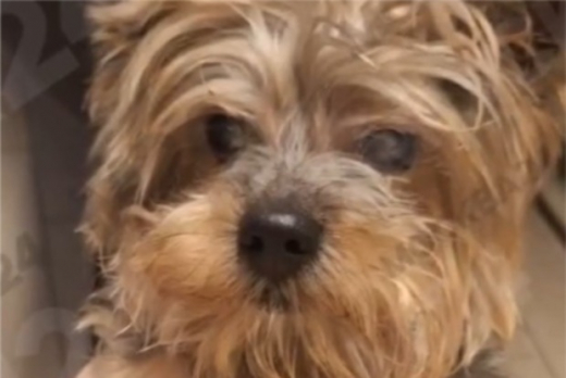 Йоркширский терьер Себастьян стал первым долгожителем среди собак в Москве