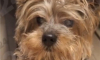 Йоркширский терьер Себастьян стал первым долгожителем среди собак в Москве