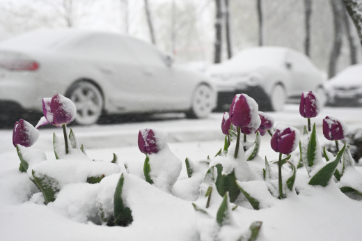 Биолог Глазков: Растения смогут нормально пережить непогоду в Москве