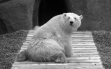 Белый медведь Диксон умер от острой сердечно-легочной недостаточности