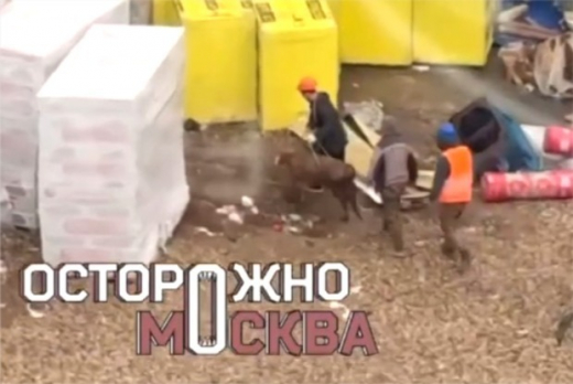 Москвичи обратились в полицию из-за барашка и теленка на стройке в преддверии Курбан-байрама