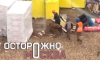 Москвичи обратились в полицию из-за барашка и теленка на стройке в преддверии Курбан-байрама