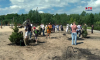 Новую аллею елей высадили у Воронежского водохранилища