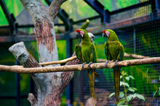 В «Мосфото» опубликовали подборку к Международному дню птиц