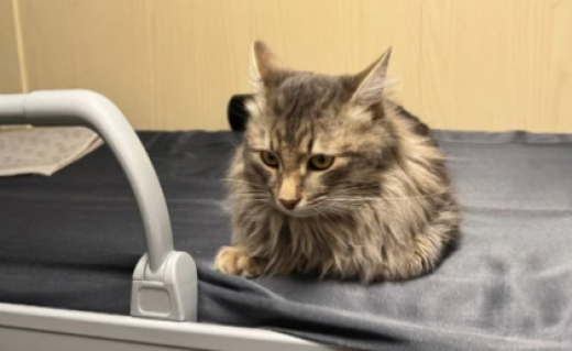 Воронежцев просят найти необычного пассажира, сбежавшего из поезда