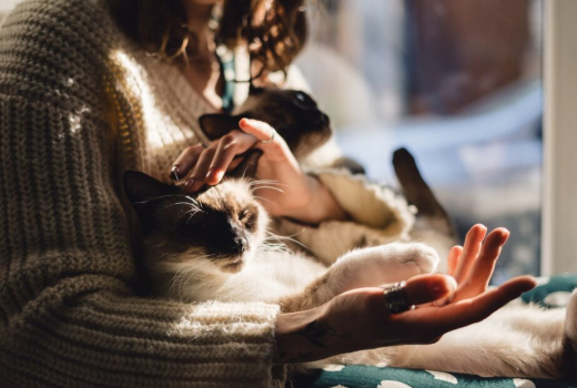 Воронеж оказался одним из самых «кошачьих» городов России