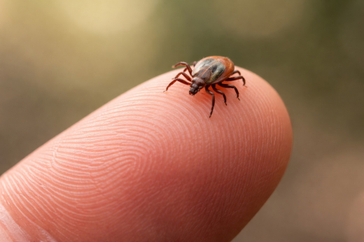 Роспотребнадзор: Москва вошла в топ регионов с наибольшим числом укусов клещей