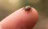 Роспотребнадзор: Москва вошла в топ регионов с наибольшим числом укусов клещей