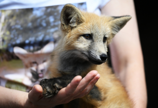 Женщину с лисой на руках заметили в московском магазине
