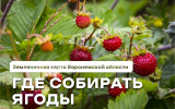 Опубликована карта земляничных мест в Воронежской области