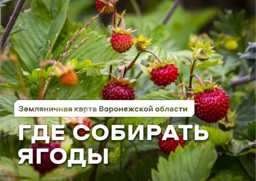 Опубликована карта земляничных мест в Воронежской области