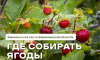 Опубликована карта земляничных мест в Воронежской области