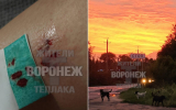 Стая собак покусала девушку в Воронеже