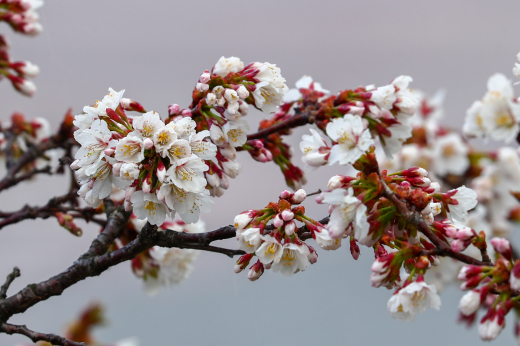 Сакуру и магнолию занесло снегом в «Аптекарском огороде» в Москве