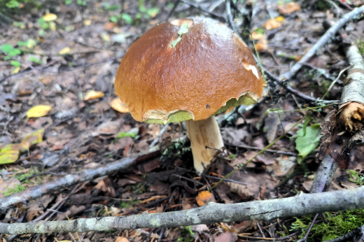 Роспотребнадзор: Сбор грибов на загрязненных территориях в Подмосковье опасен