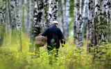 Клеща бояться — в лес не ходить! Где собирают весенние грибы и зачем они нужны