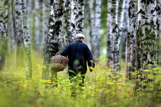 Клеща бояться — в лес не ходить! Где собирают весенние грибы и зачем они нужны