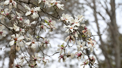 В Москве на ВДНХ зацвела уникальная магнолия из Японии
