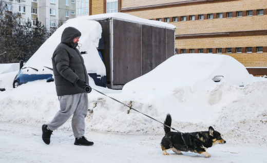 Кинолог Голубев: У каждого питомца должен быть свой паспорт