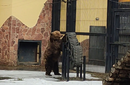 В Воронежском зоопарке после зимней спячки проснулись медведи