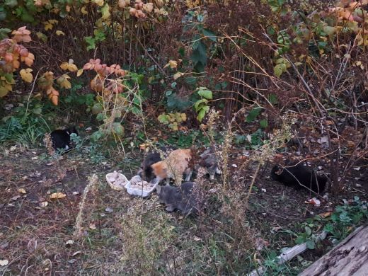 Семейство из 11 осиротевших котят поселилось в микрорайоне Воронежа