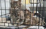 Воронежские электрики спасли котят, брошенных на кладбище