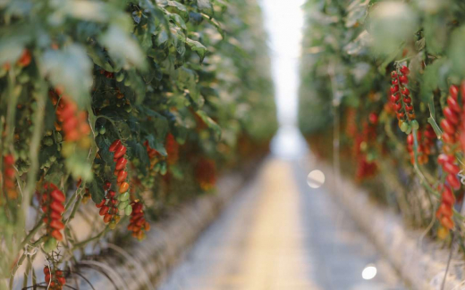 Проверка ФАС производителей овощей затронула воронежскую «ЭКО-культуру»