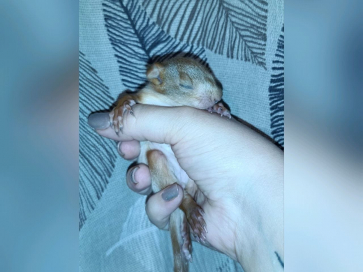 «Прогнозы осторожные»: парализованного бельчонка нашли в парке Воронежа