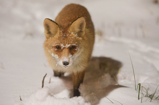 Лисы начали чаще выходить к людям в Москве