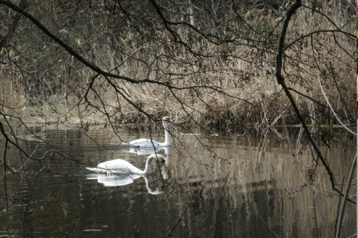 В Хопёрский заповедник в Воронежской области вернулись лебеди-шипуны