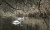 В Хопёрский заповедник в Воронежской области вернулись лебеди-шипуны