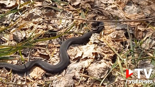 Воронежец снял на видео встречу с гадюкой