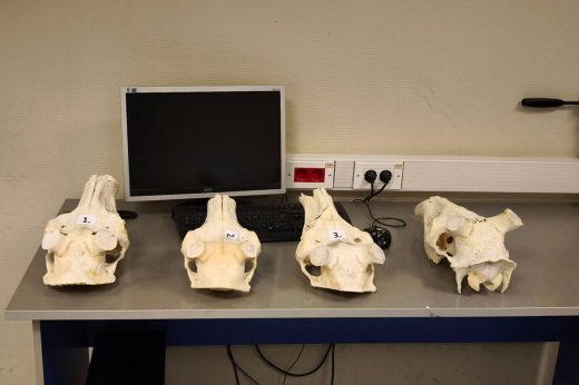 Во Внуково задержали иностранца, который пытался вывезти 12 черепов оленя