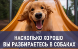 Только настоящий собаковод ответит на все вопросы этого теста