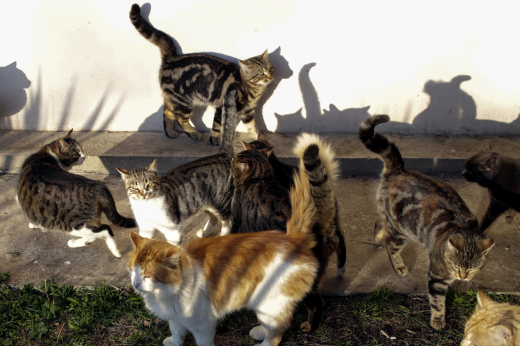 Фелинолог Шевченко: Мартовских котов в Москве не слышно из-за особенностей городской среды