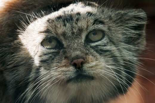 Японский зоопарк не сможет отдать невесту для манула Тимофея в Москву