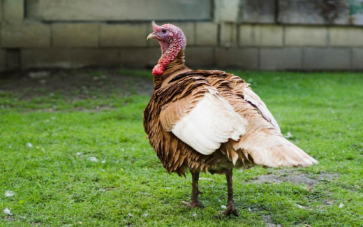 Тамбовская компания депутата Госдумы отбилась от иска на 18,6 млн рублей по делу о гибели индеек