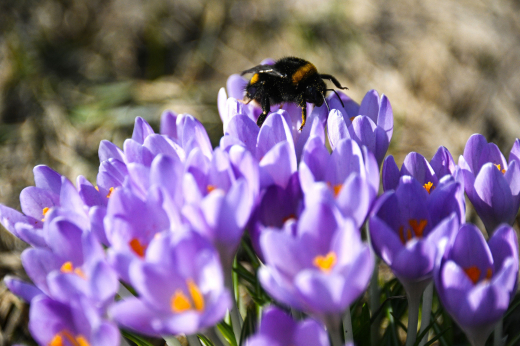 В Москве и Подмосковье на клумбах зацвели подснежники и крокусы