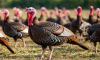 Инвесторам предлагают построить в Воронежской области комплекс по производству 8,5 тыс. тонн индейки в год