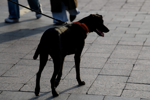 Обязательную страховку для хозяев опасных пород собак хотят вести в РФ